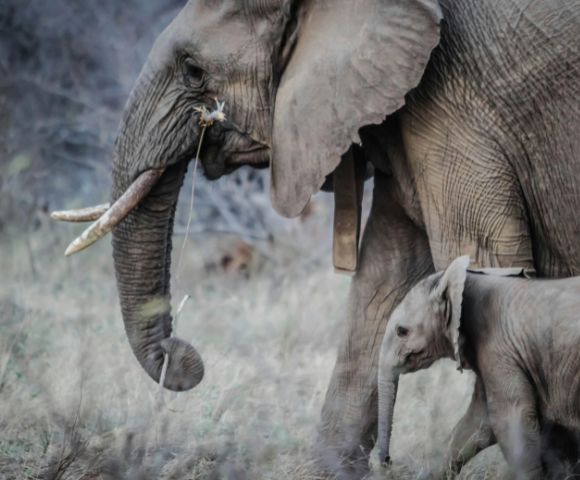 Regalo de boda: Safari en África